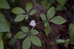 Dwarf ginseng